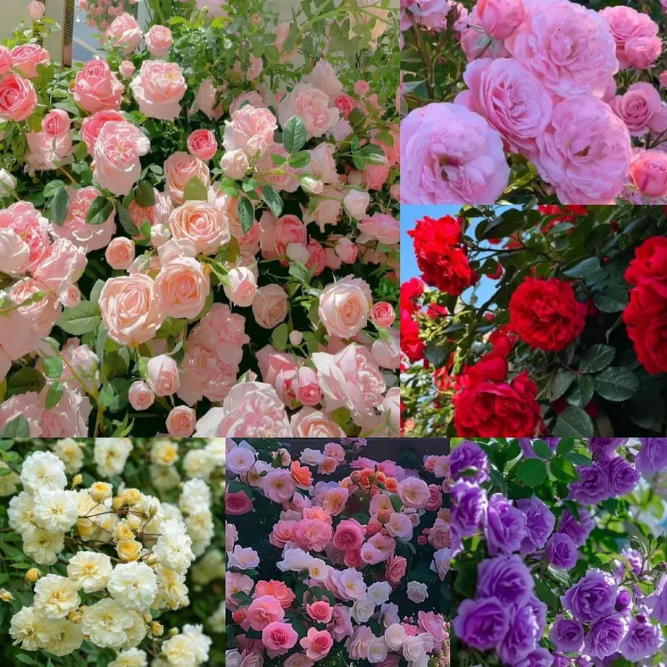 š¹ Elegant Climbing Rose Flower Seeds- 9 Rare and Breathtaking Colors Seeds (IMPORTED)